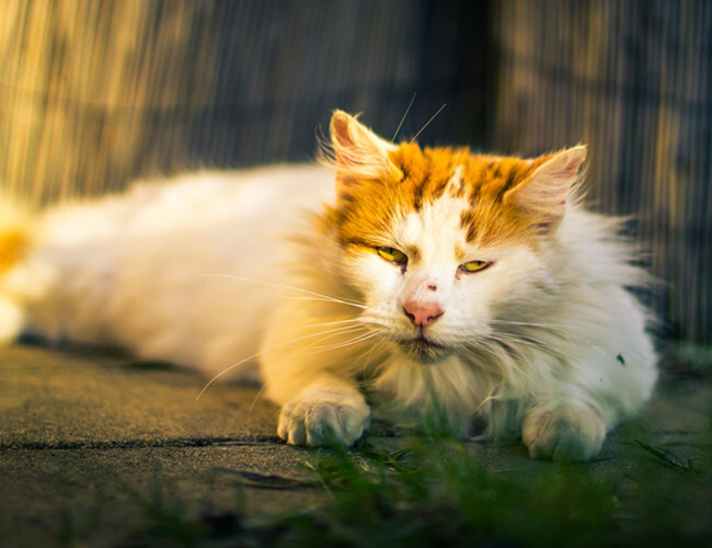 自从养了猫运气就一直好怎么回事 - 自从养了猫运气就一直不好
