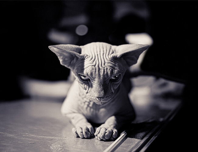 挪威森林猫咪价格-挪威森林猫咪