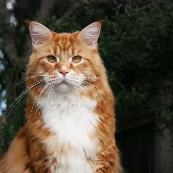 西伯利亚猫多少钱一只?西伯利亚猫价格|猫咪品种-西伯利亚猫多少钱一只