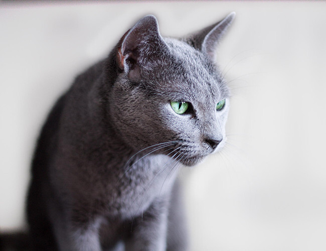 体型小的猫品种-体型小的猫