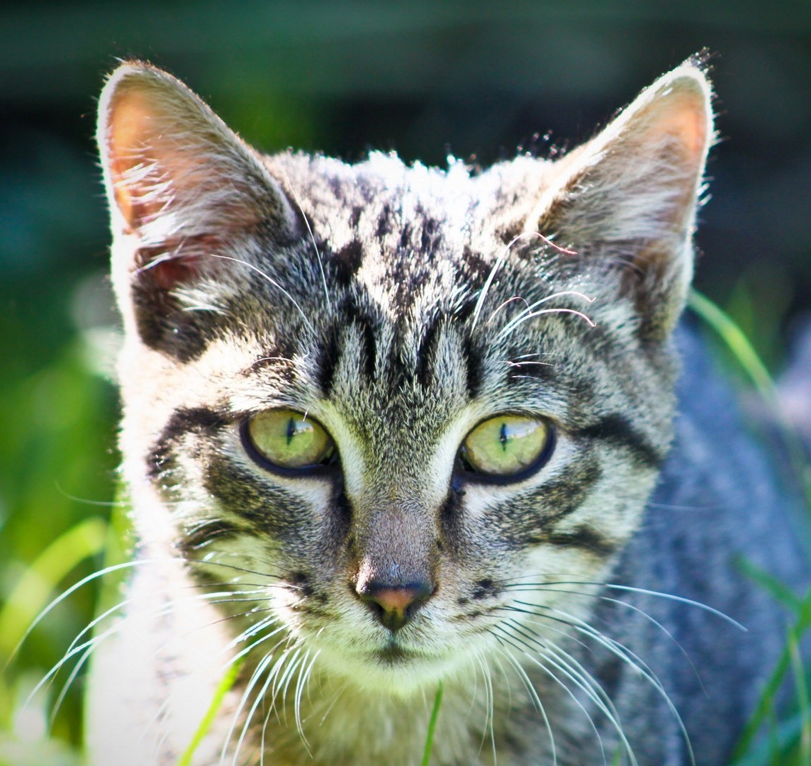 苏格兰折耳猫毛色有哪些-苏格兰折耳长毛猫