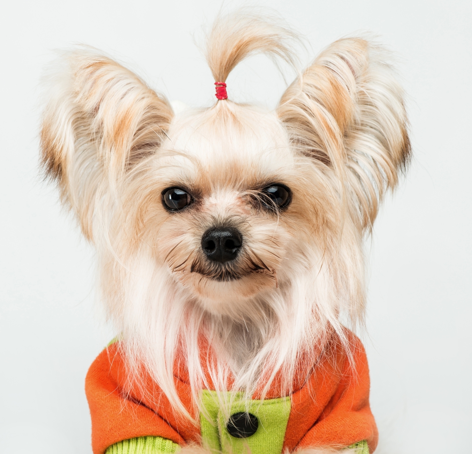 白色德牧犬图片大全-德牧图片大全纯种