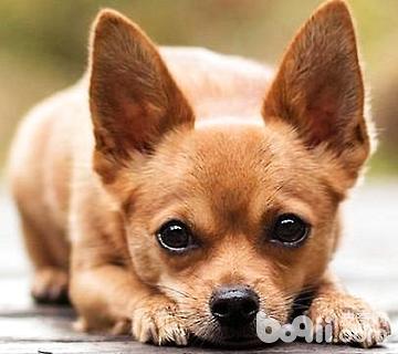 银狐犬名字大全中文二0二三年男三个字-银狐犬的名字大全