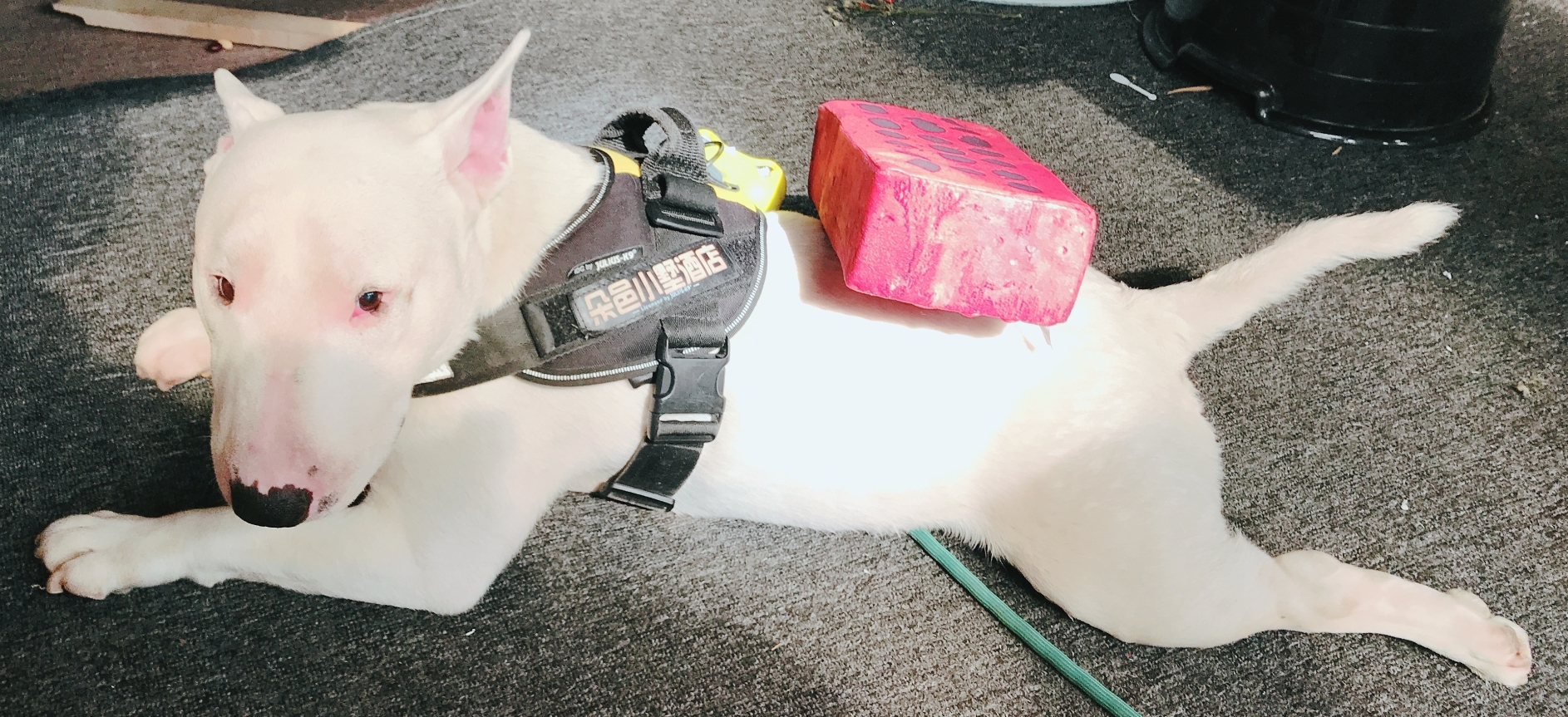 金毛几年寿命-金毛寿命一般多长