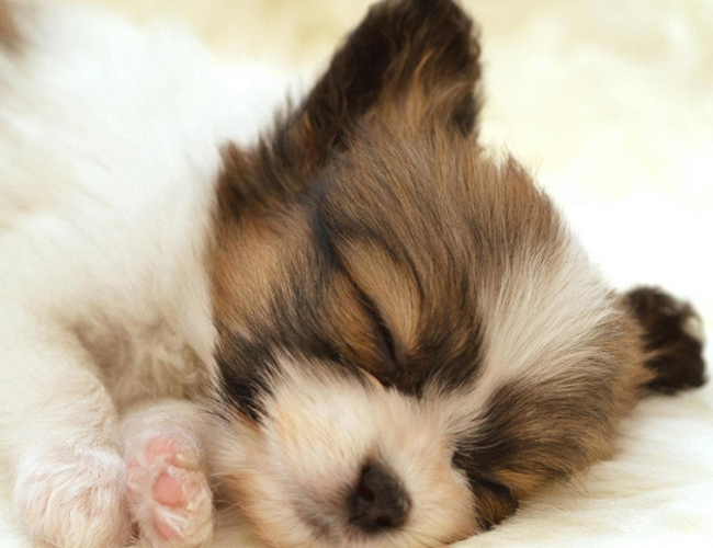 牧羊犬幼犬图片-牧羊犬图片卡通