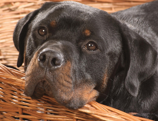 阿拉斯加二代犬是什么意思-阿拉斯加二代