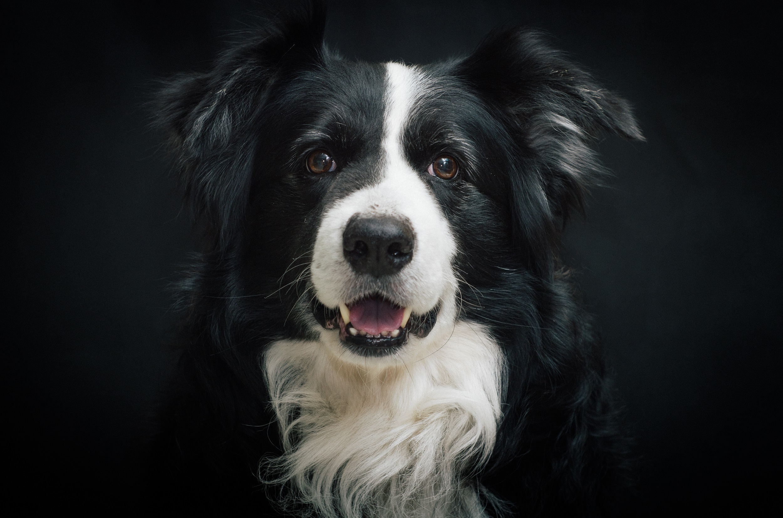 巨型贵宾犬价格-巨型贵宾犬性格温顺吗