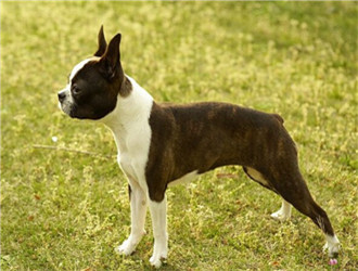 狼青犬能长多大-狼青犬寿命多少年