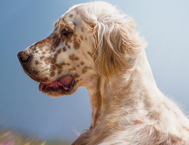柴狗和柴犬有什么区别-柴狗和柴犬有什么区别