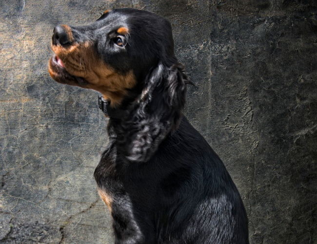马犬是什么狗的后代-马犬是什么狗