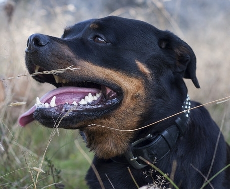 中国正规捷克狼犬犬舍-中国正规捷克狼犬犬舍