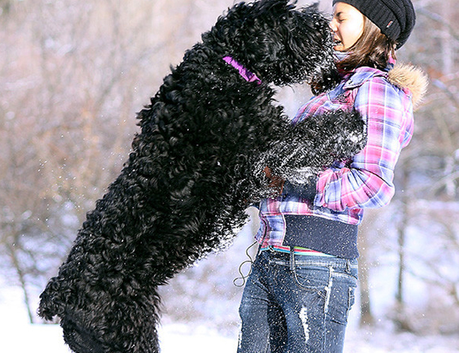 适合家养的大型犬推荐-适合家养的大型犬种类不掉毛