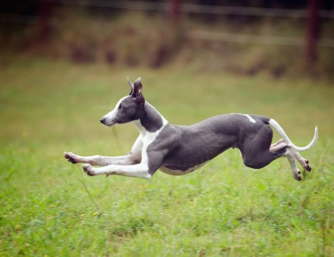 查理士王小猎犬幼犬图片-查理士王小猎犬多少钱一只