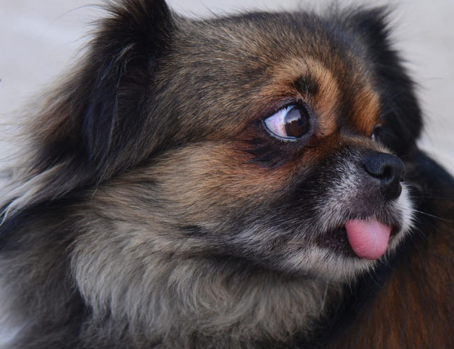 苏牧犬价格及图片-苏牧犬价格