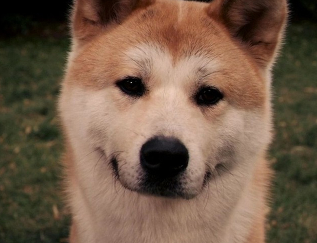 黑狼犬的智商排名-马犬的智商排名
