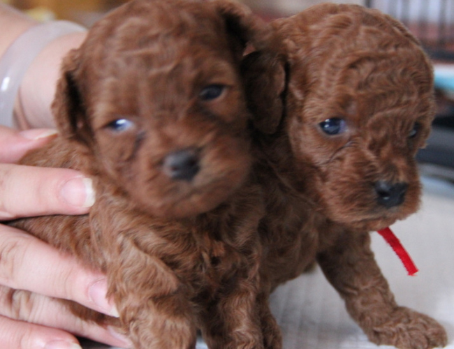 幼犬犬瘟初期症状-犬瘟的症状有哪些