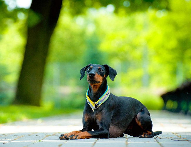 巴哥犬纯种-巴哥犬有几个品种