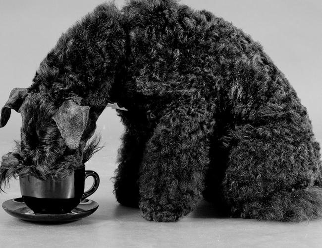 纪州犬币是什么币-纪州犬多少钱一只