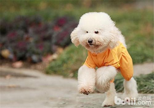 犬舍怎么开-犬舍怎么找