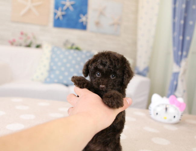 陨石边境牧羊犬幼犬图片-陨石边境牧羊犬取名字
