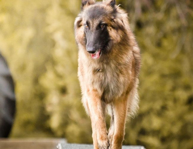 金毛博美串串长大后的图-金毛串串长大后像金毛吗