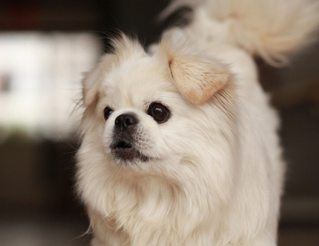 小猫得狂犬病的早期症状-小猫得狂犬病的症状