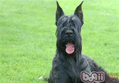 小鹿犬多久忘记主人-小鹿犬对主人忠诚吗