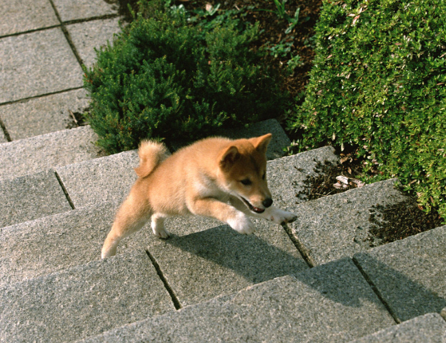 鹿犬图片小型-鹿犬图片小型