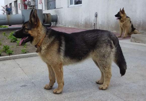 大松狮犬图片价格-松狮犬的价格大概在多少钱