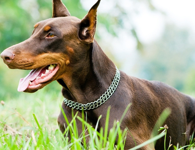 葡萄牙水犬多少钱一只-葡萄牙水犬多少钱一只