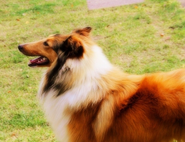 纯种法国斗牛犬幼犬-纯种法国斗牛犬价格