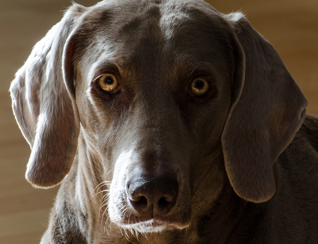 犬舍真人版电影哪里可以看-犬舍真人版电影豆瓣