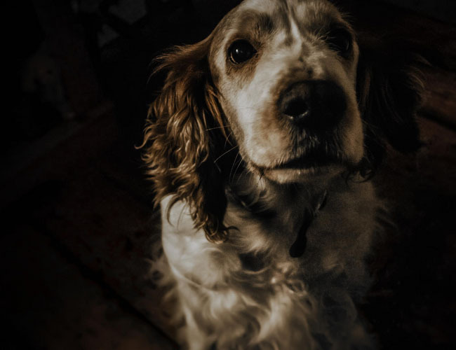 拉不拉多猎犬图片美图-拉不拉多猎犬