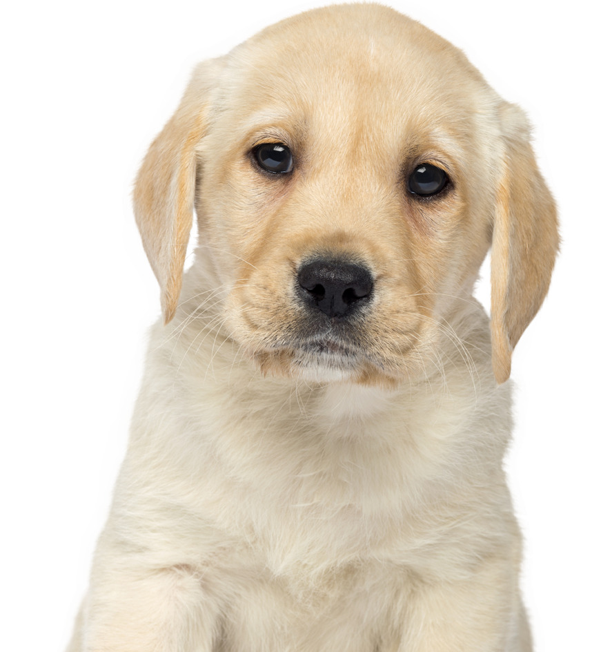 巴吉度犬怎么画-巴吉度猎犬简笔画