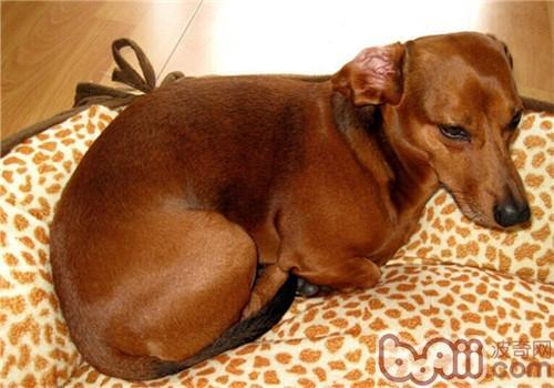 狗狗智商排名博美犬排第几-博美犬智商排第几名