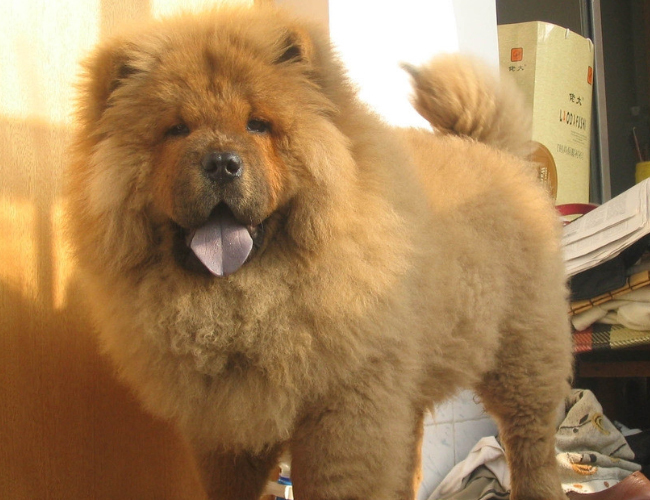 犬瘟25天了还危险吗-犬瘟几天过危险期