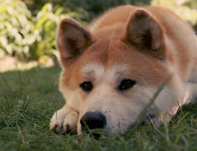 千万别养西高地多少钱一只-千万别养西高地梗犬