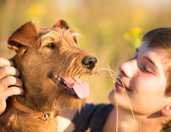 纯种比特幼犬图片-最好最纯种比特犬哪里有得买