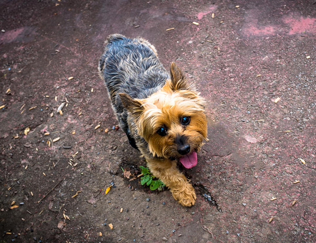 灵缇犬什么颜色最贵-灵缇犬缺点