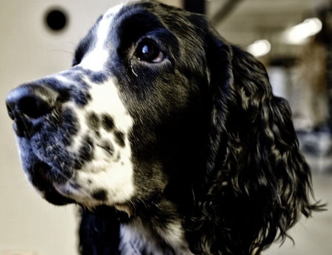 柴犬一岁多少斤-一个柴犬在多少钱价位