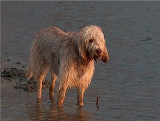 泰迪茶杯犬寿命多长-茶杯犬寿命多长