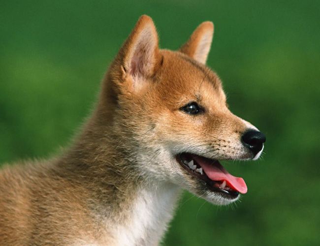 茶杯泰迪犬多少钱一只-茶杯泰迪多少钱一只幼崽