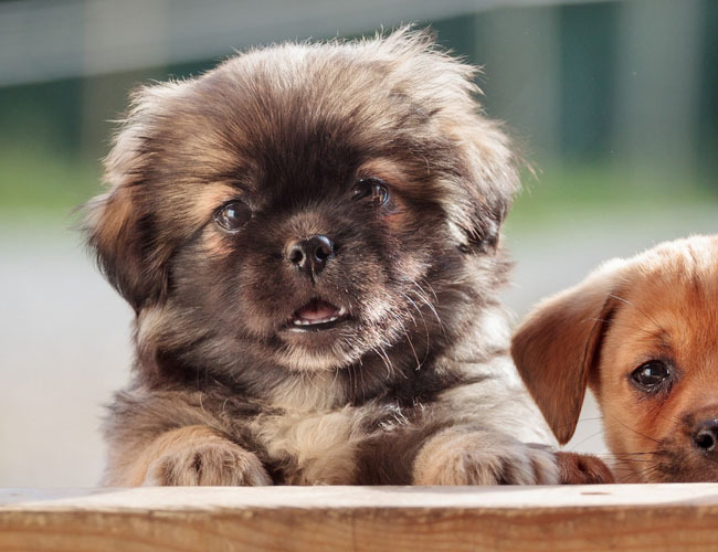 沙皮犬杂交土狗图片 - 沙皮犬