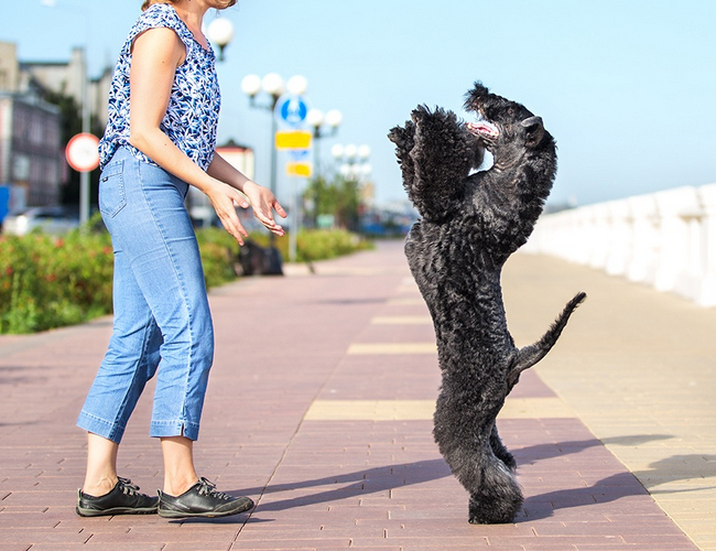 纯种白色泰迪犬价格-泰迪犬价格一览表