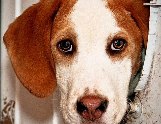 黑色拉布拉多犬的缺点-黑色拉布拉多犬介绍