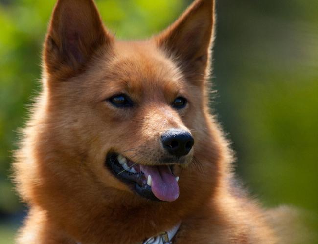 比特是獒犬吗-鬼獒犬vs比特犬