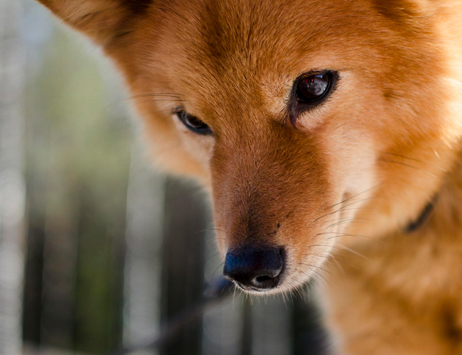 俄罗斯高加索犬舍-高加索犬舍