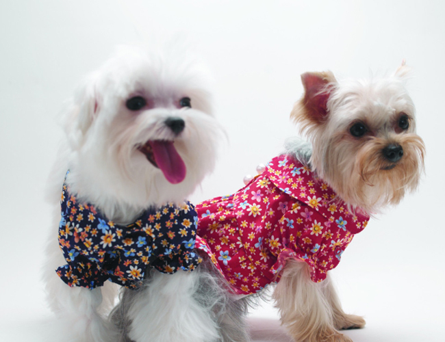 宠物狗斗牛犬图片及价格表-斗牛犬价格表