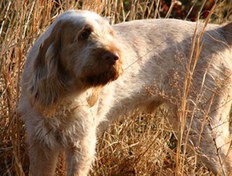 泰迪犬最怕的6种犬-泰迪犬最怕的6大惩罚