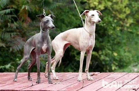 蝴蝶犬串博美-为什么蝴蝶犬串串很多